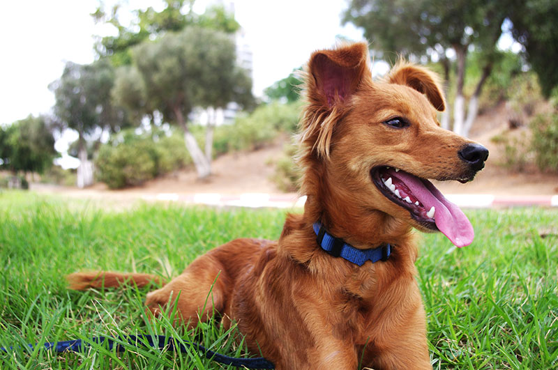 Veterinary Services in Choctaw, OK Choctaw Family Pet Care